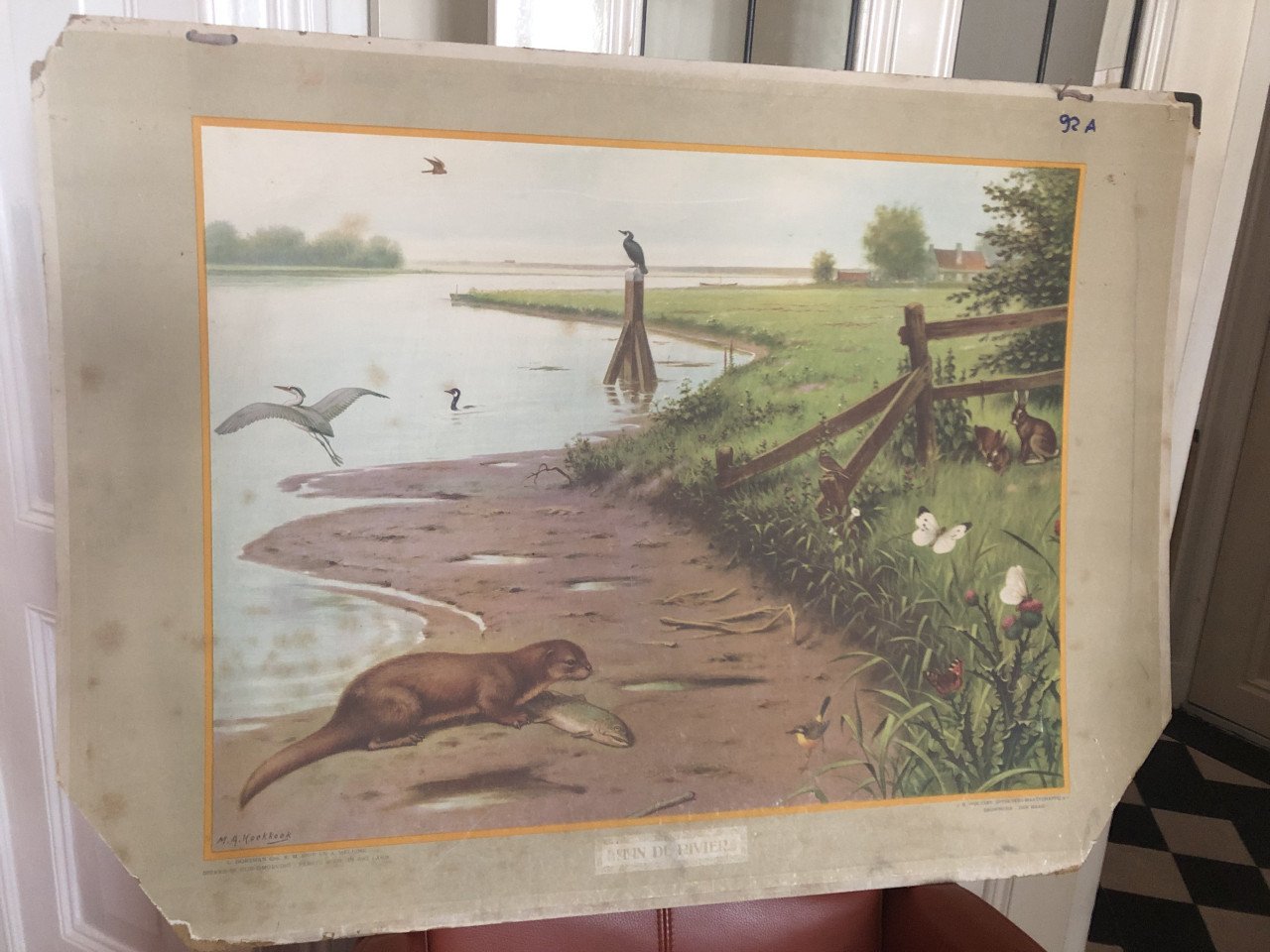 Wandplaten / oude schoolplaten BIOLOGIE