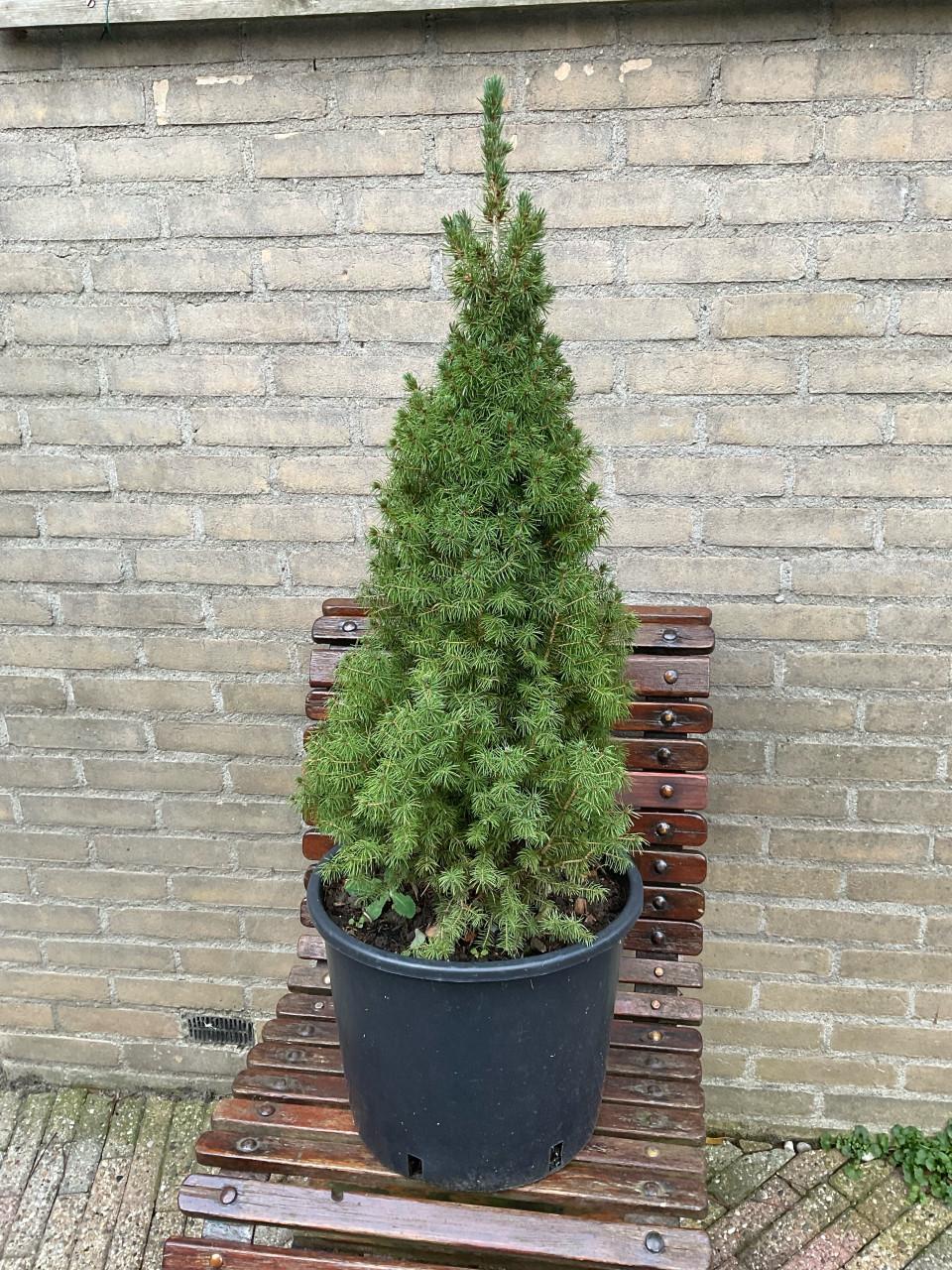 Kerstboompje
