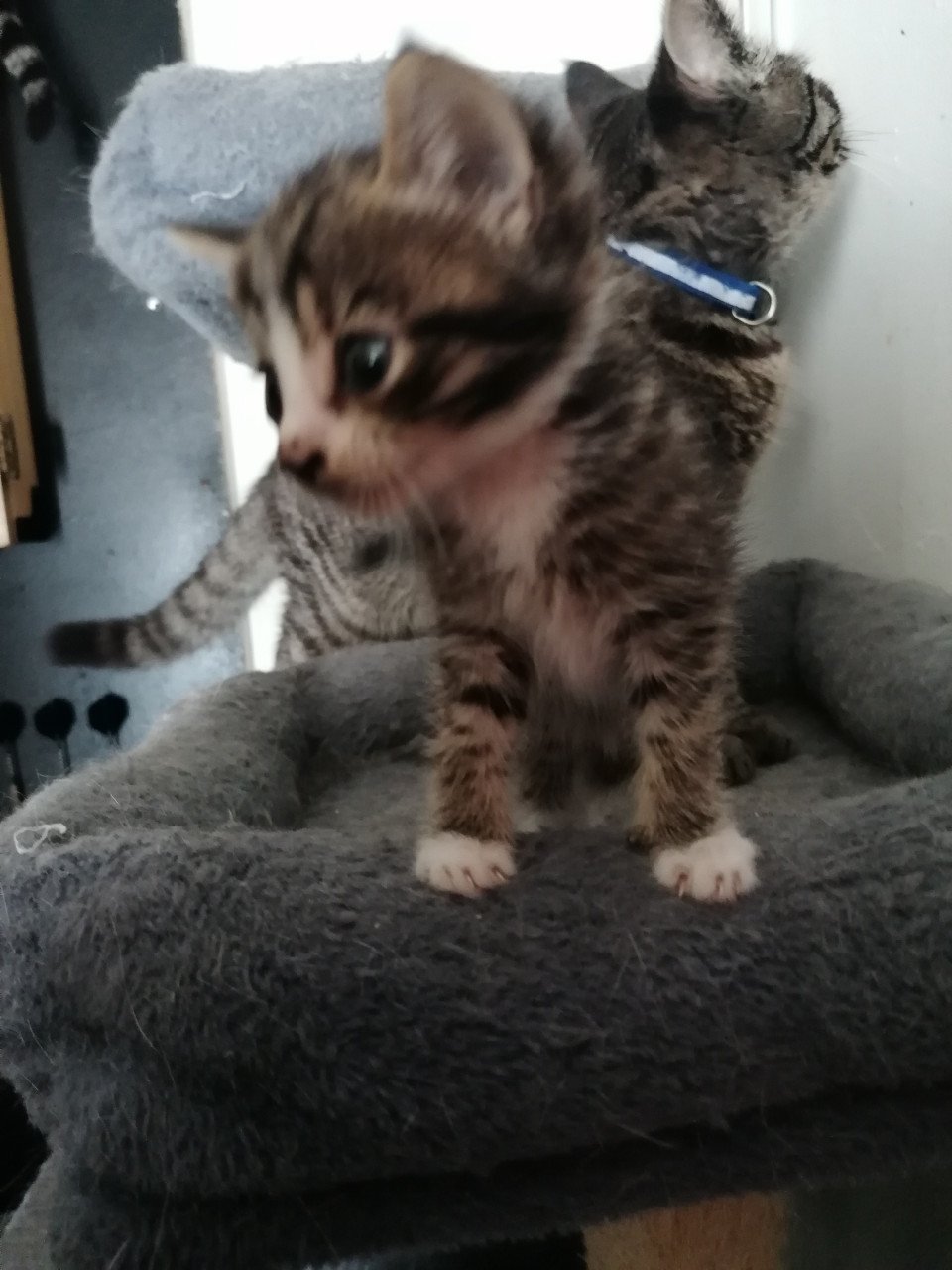 5 kittens