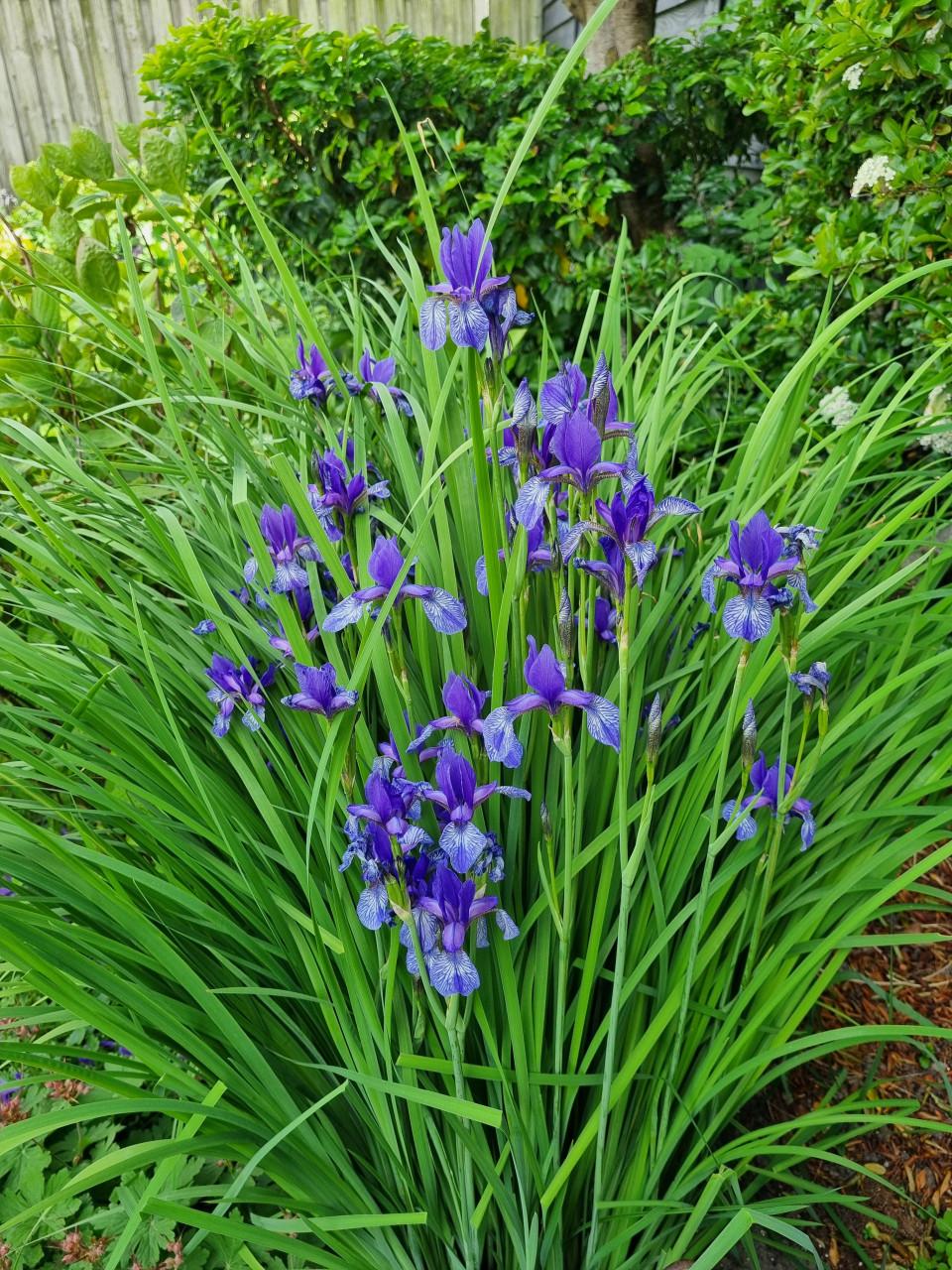 Paarse irissen (smal blad)