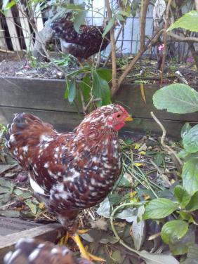 Wyandotte Millefleur kriel haan (rood porselein)