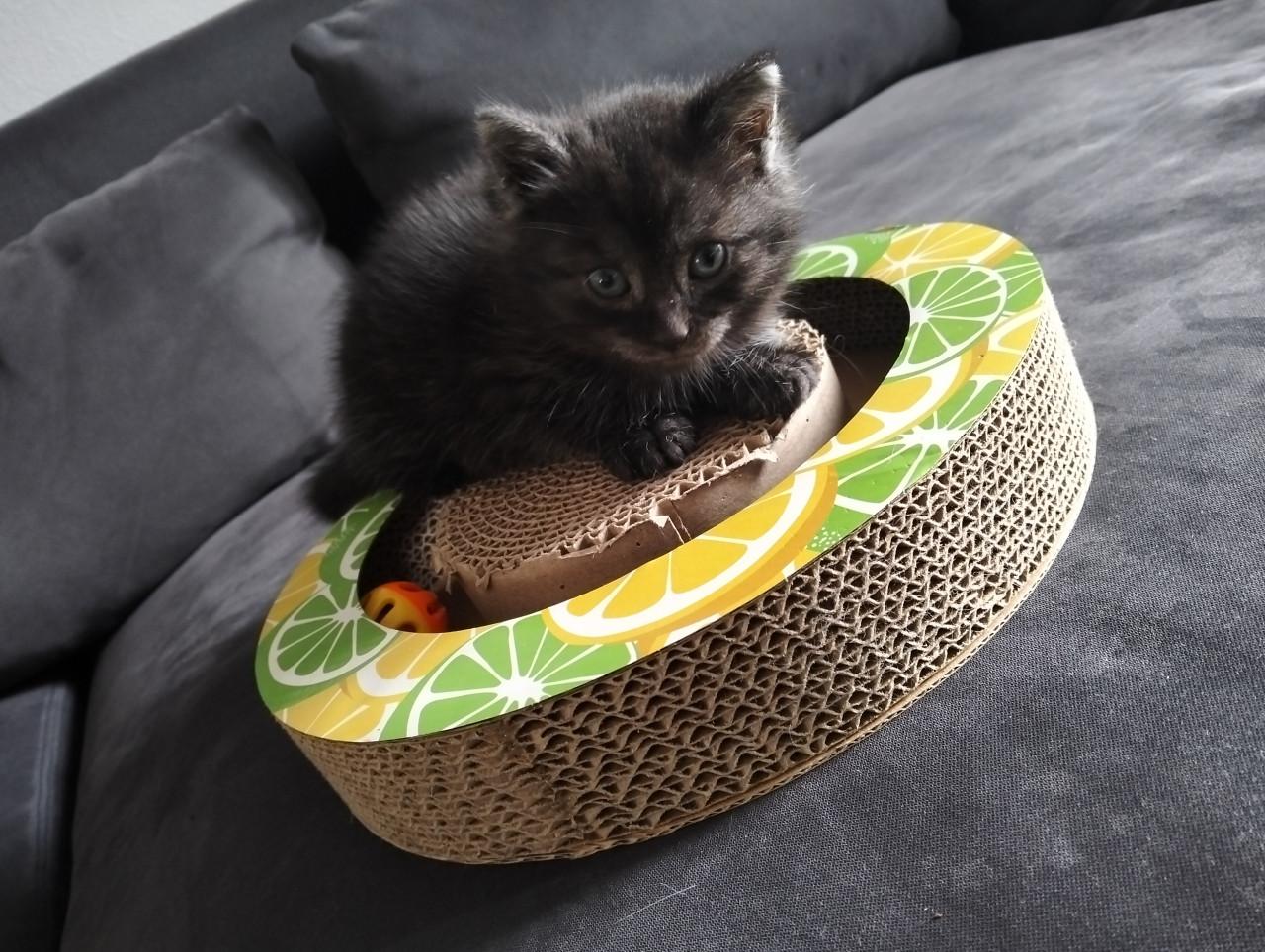 Kitten - mannetje