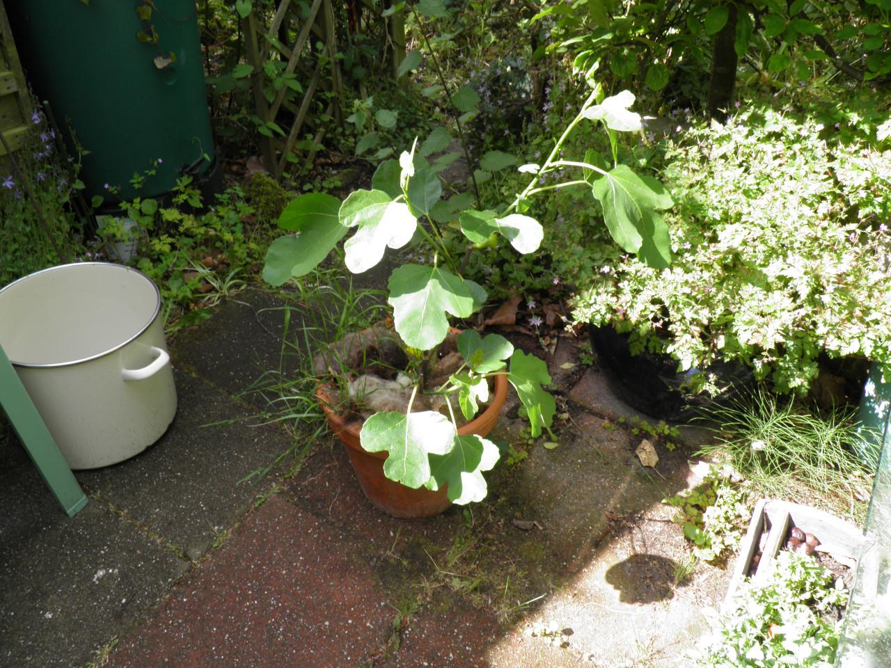Twee vijgenplanten