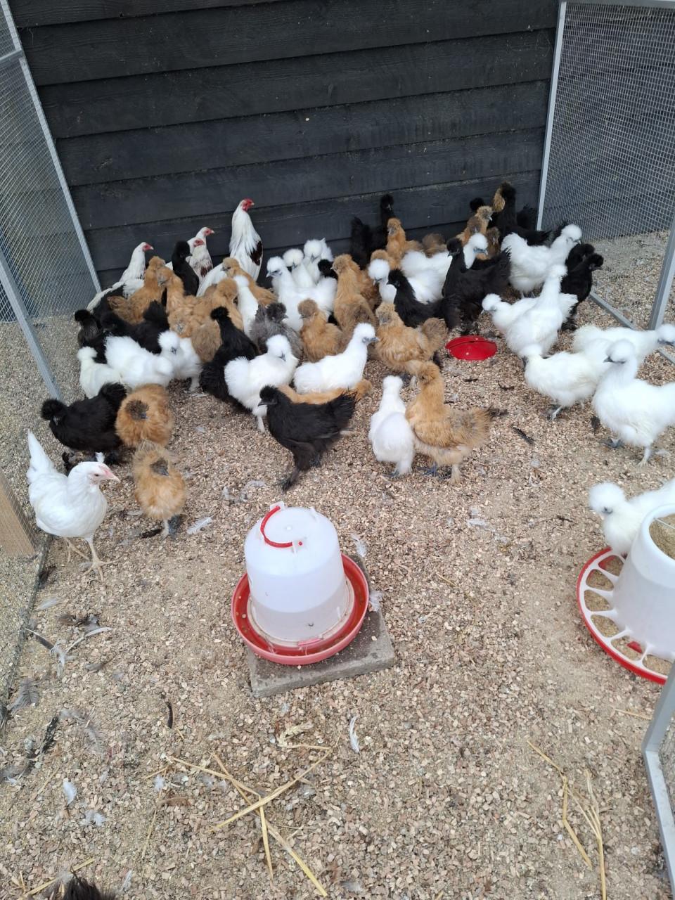 Witte zijdehoen kriel hennen