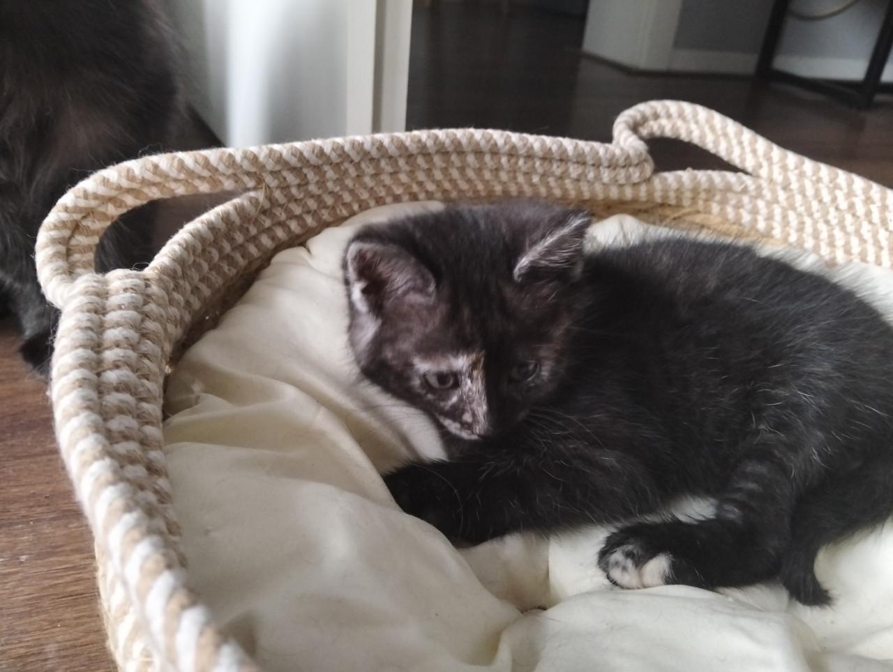 Kitten - vrouwtje