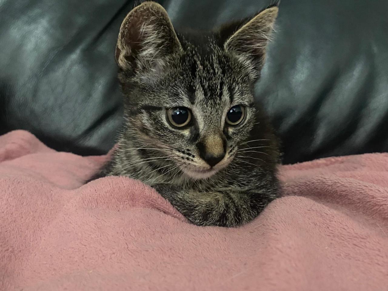 Kittens