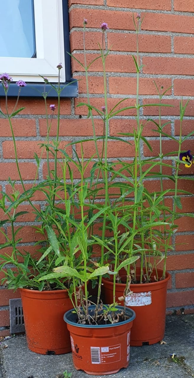 Verbena