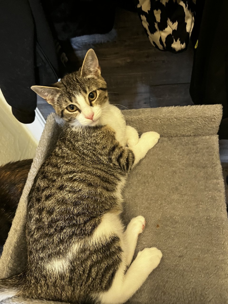 Kitten te koop