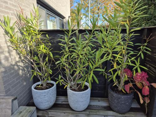 Roze Oleanders in pot