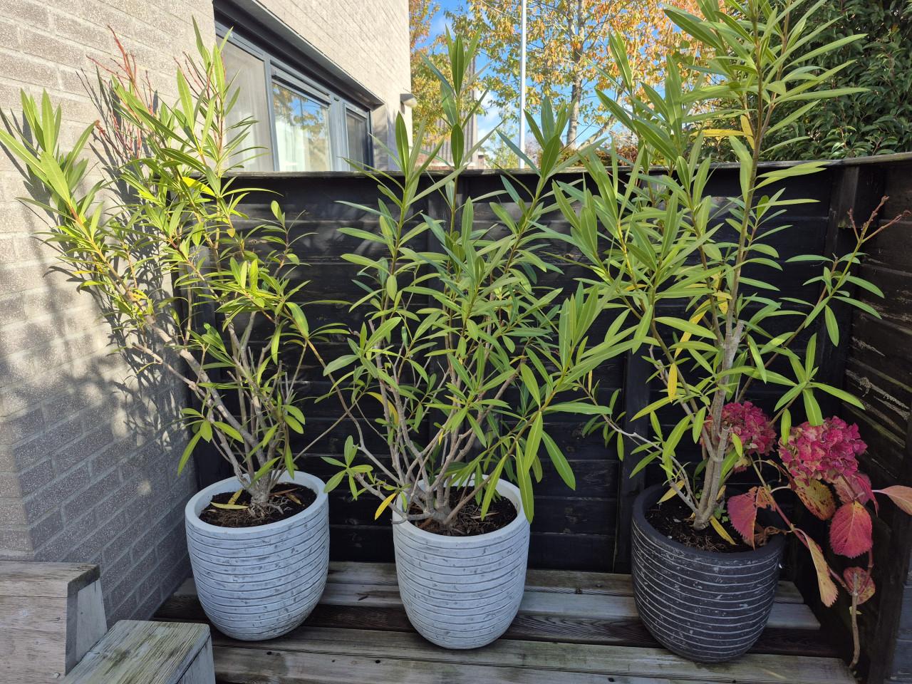 Roze Oleanders in pot