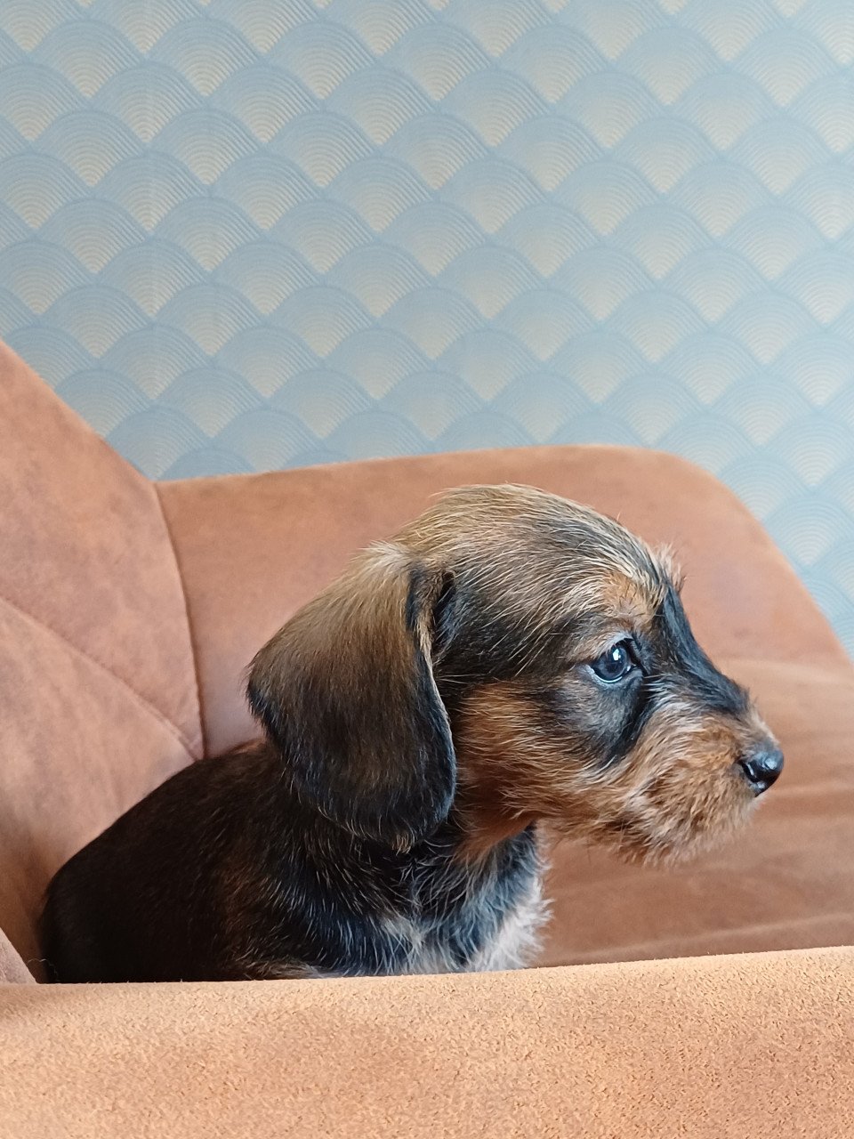 Super leuke Ruwhaar Dwerg Teckel pups