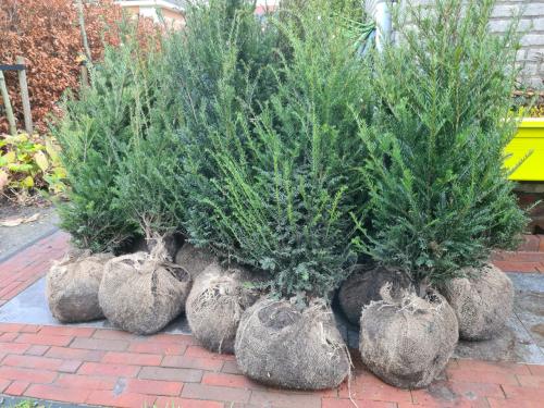 Taxus Baccata haagplanten vanuit de volle grond