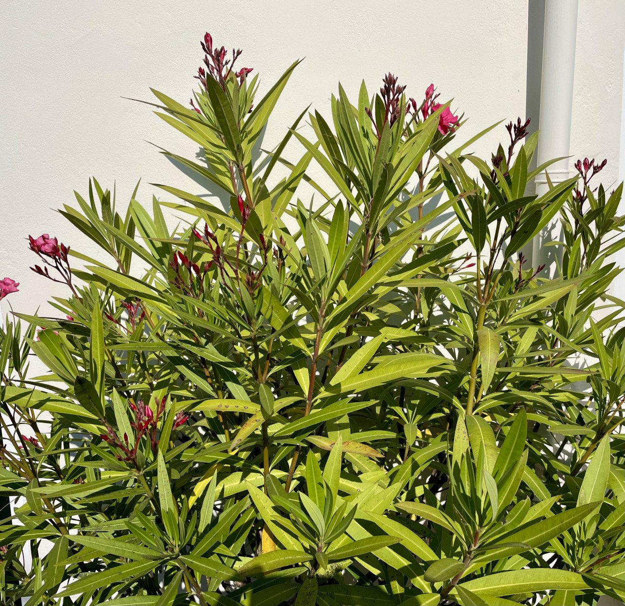 OLEANDER plant