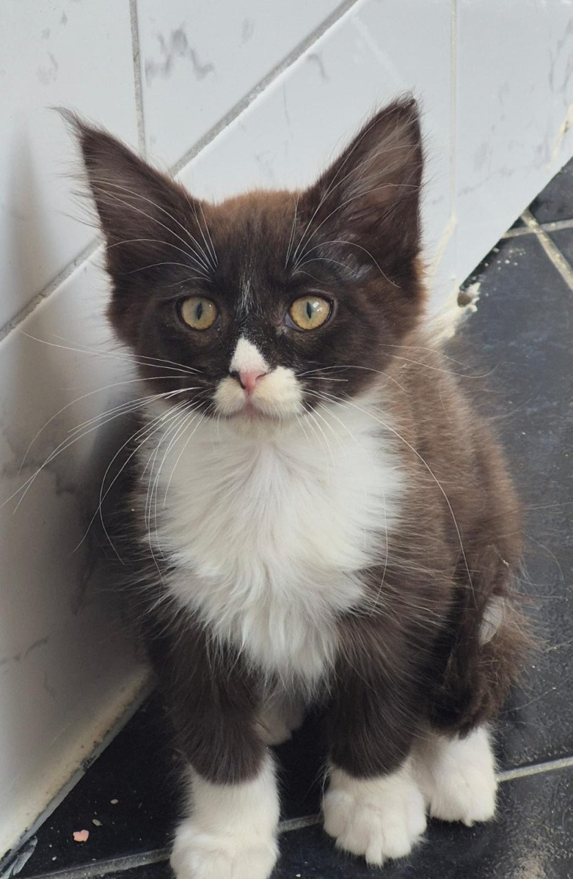 Maine coon katertje met stamboom mag verhuizen