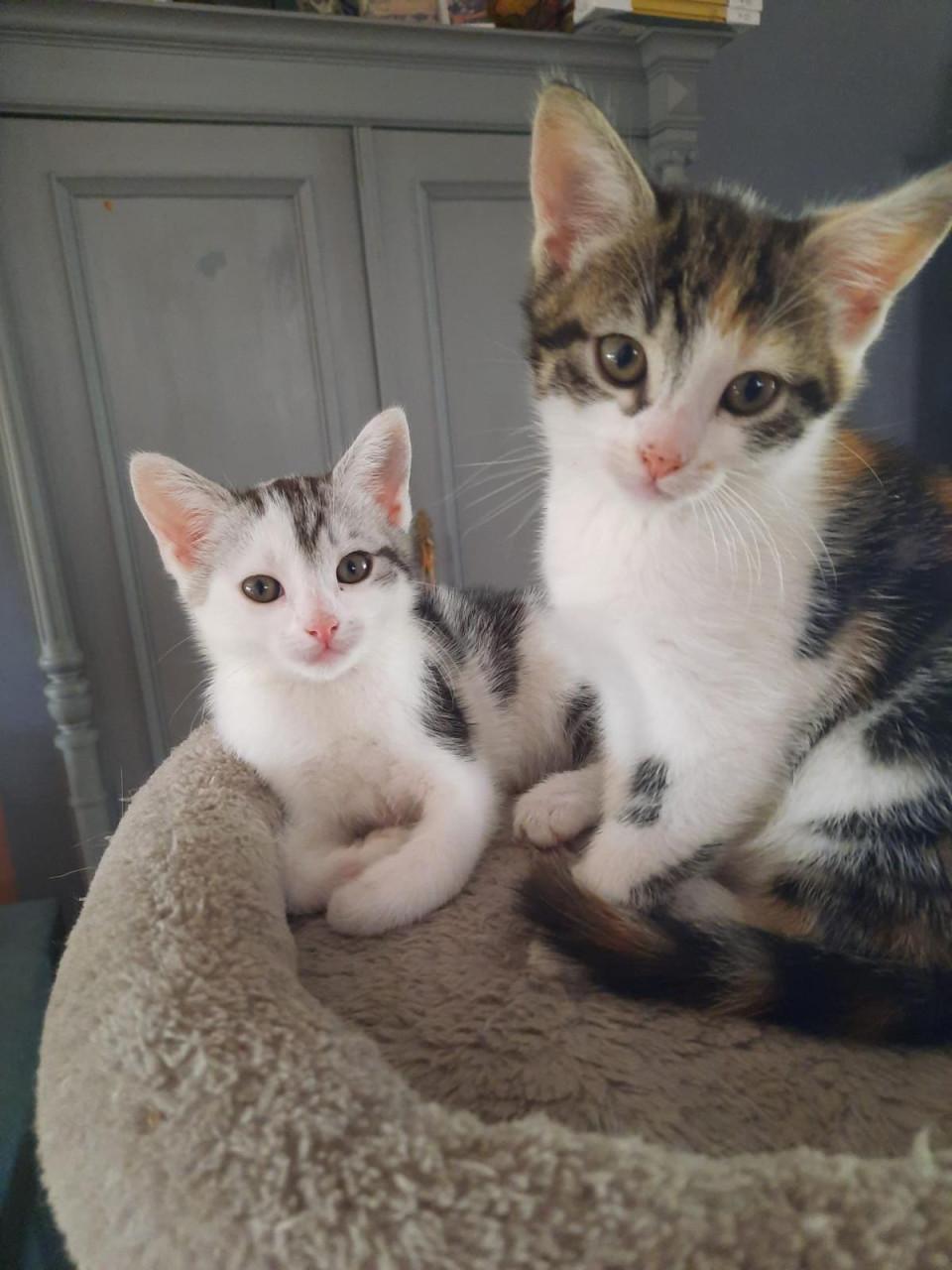 2 kittens poesjes 9 weken