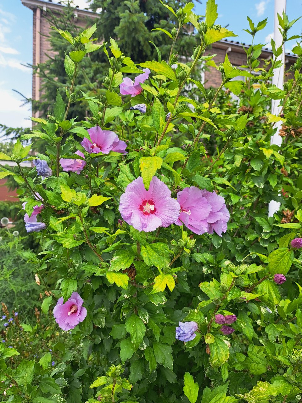 Tuin hibiscus