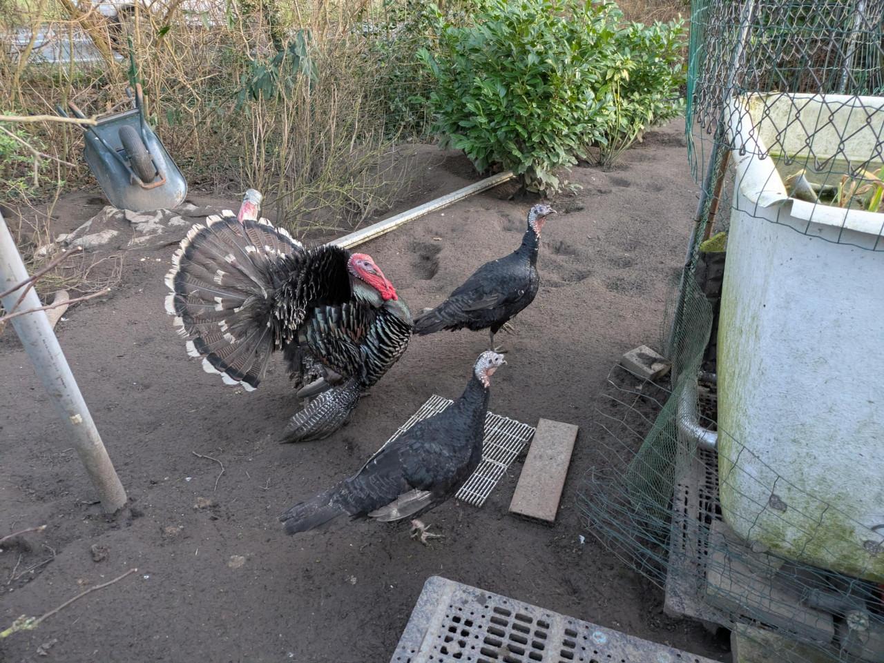 Tamme Kalkoenen (1 haan, 2 hennen)