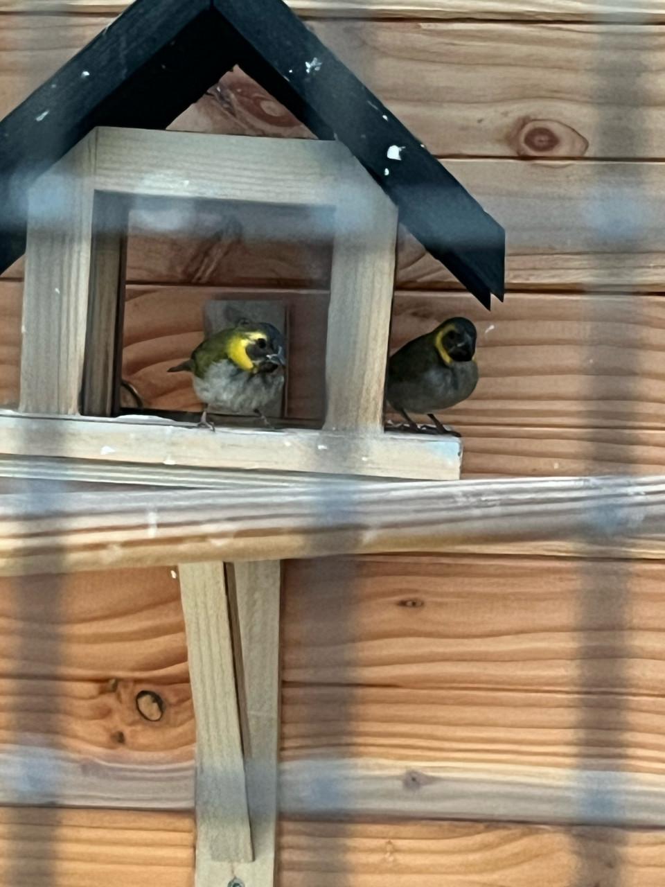 Cubavink 3 popjes van dit jaar en  1 geringd koppel van vorig jaar