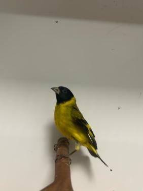 2-2 magellaan/zwartkop sijs