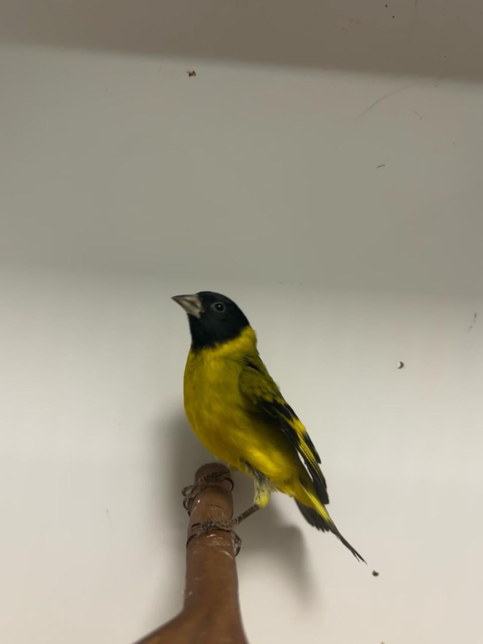 2-2 magellaan/zwartkop sijs