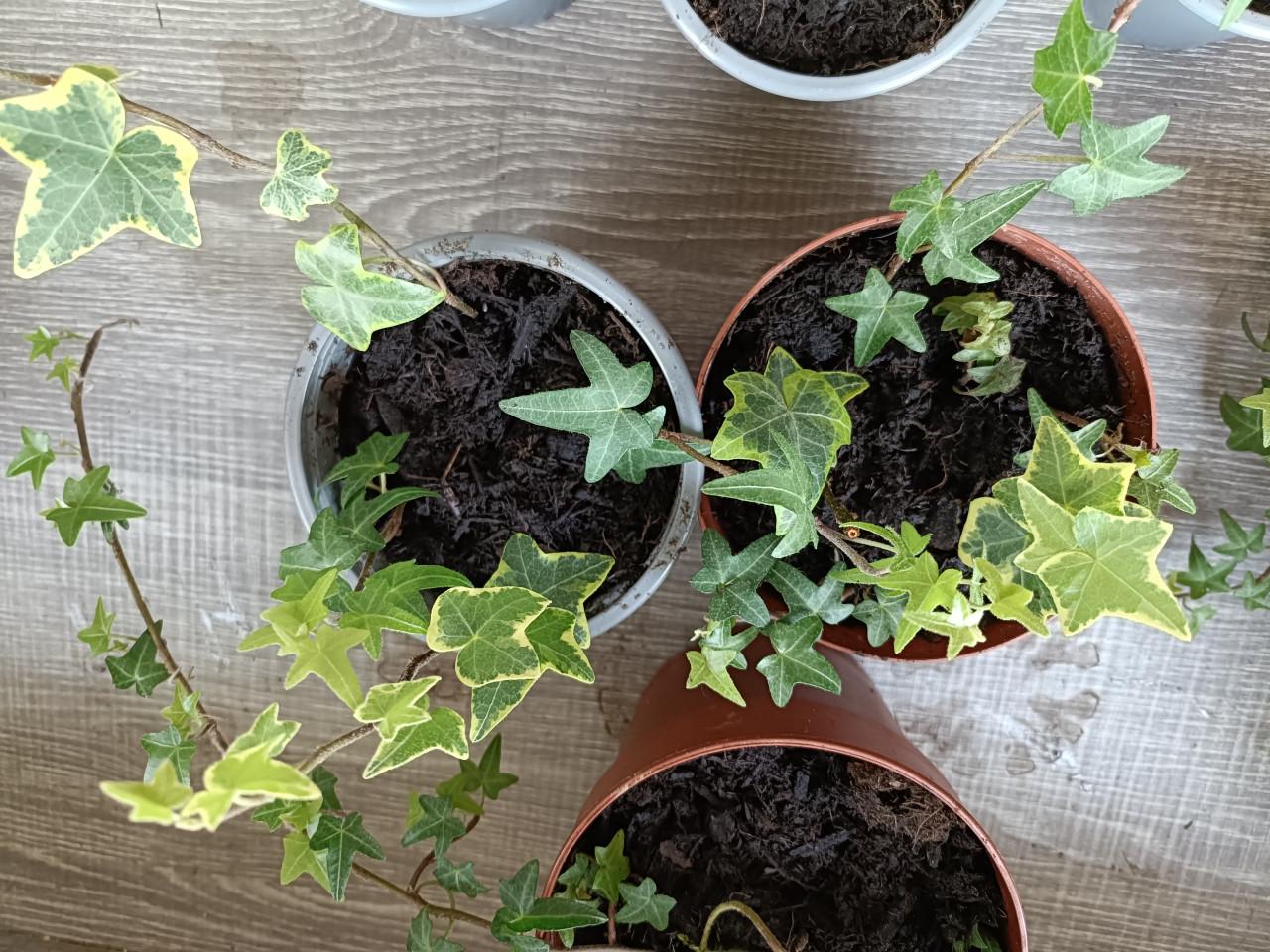 Hedra plantjes kamerplantjes
