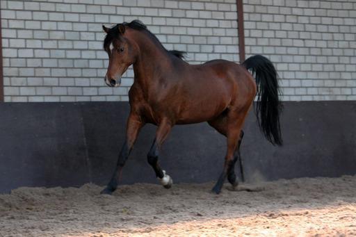 Arabisch volbloed ruin te koop