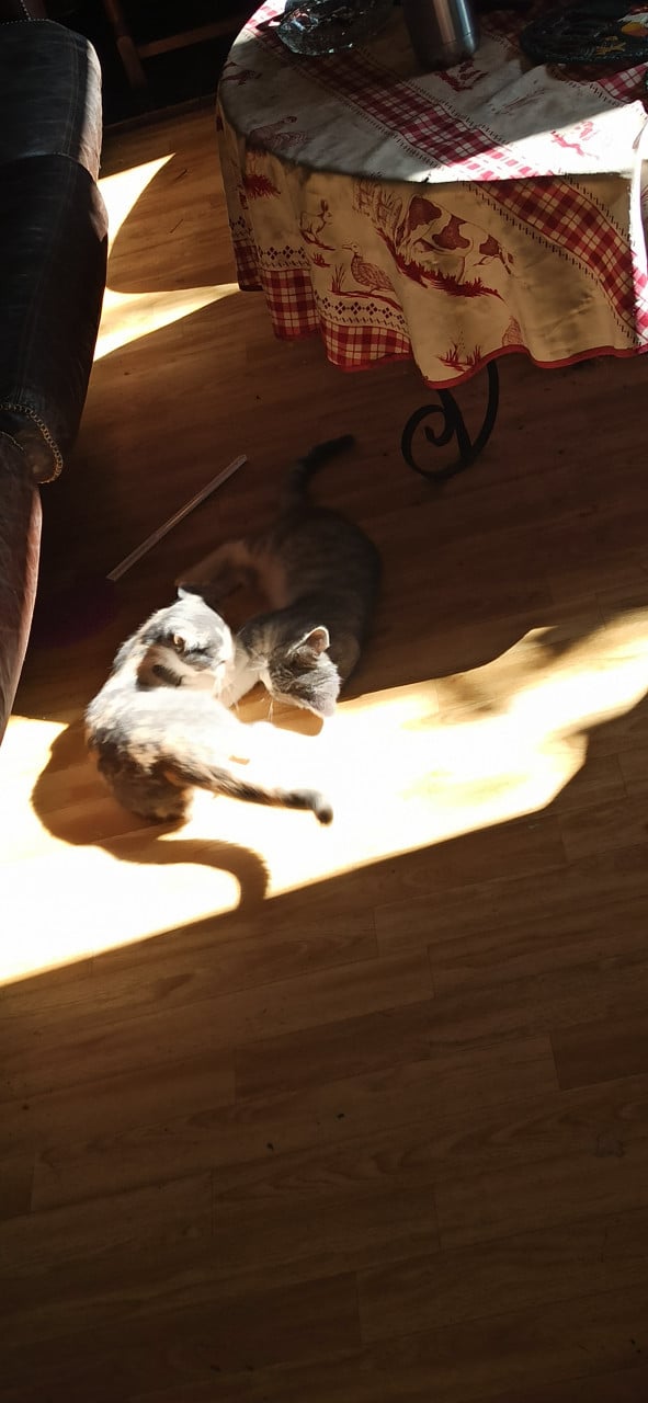 3 Kittens looking for a good home