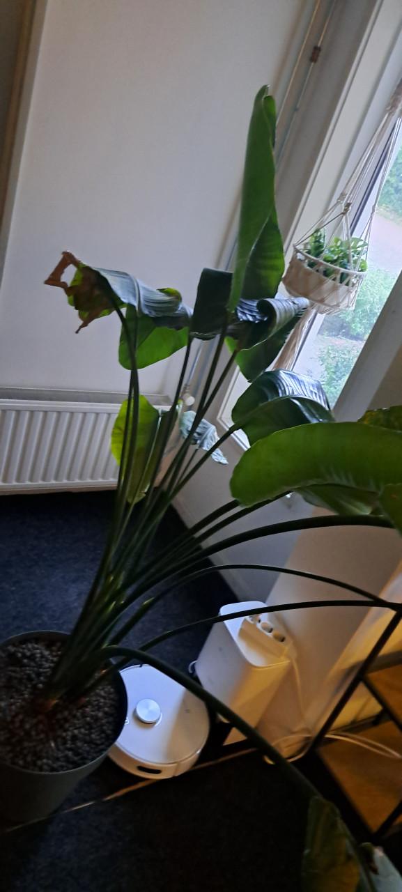 Plant