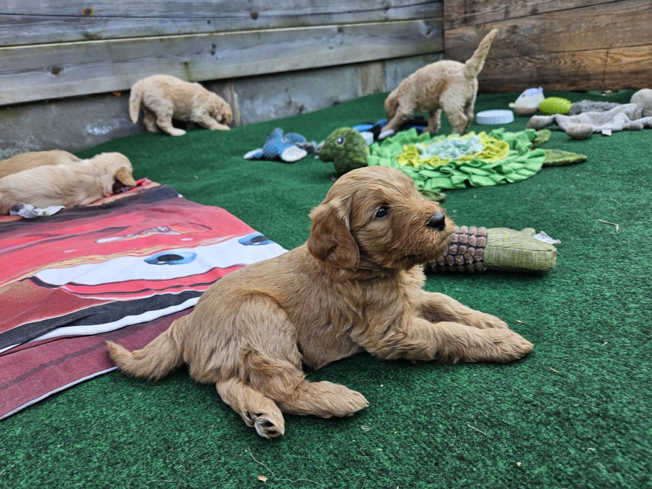 Goldendoodle f1 x australian labradoodle pups