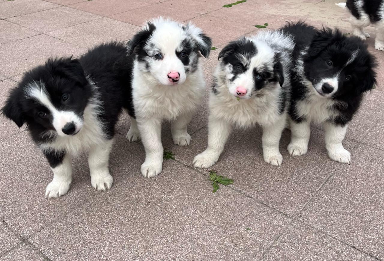 Border collie puppys