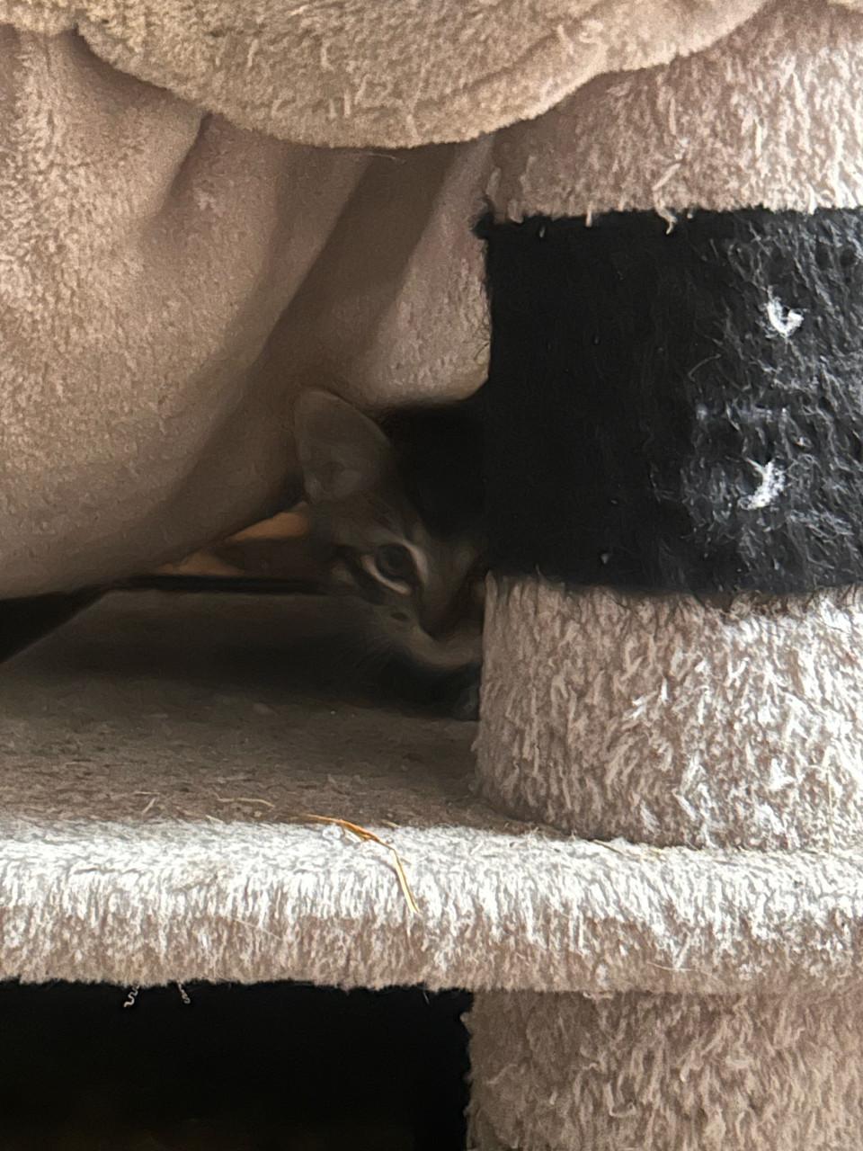 Kittens