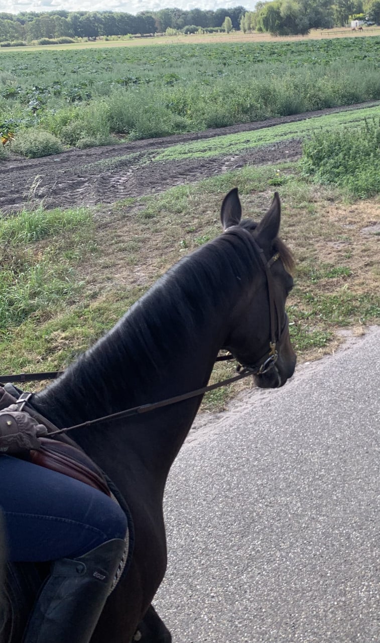 Mooie E pony