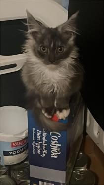 Kittens Ragdoll/Maincoon Maincoon/Maincoon