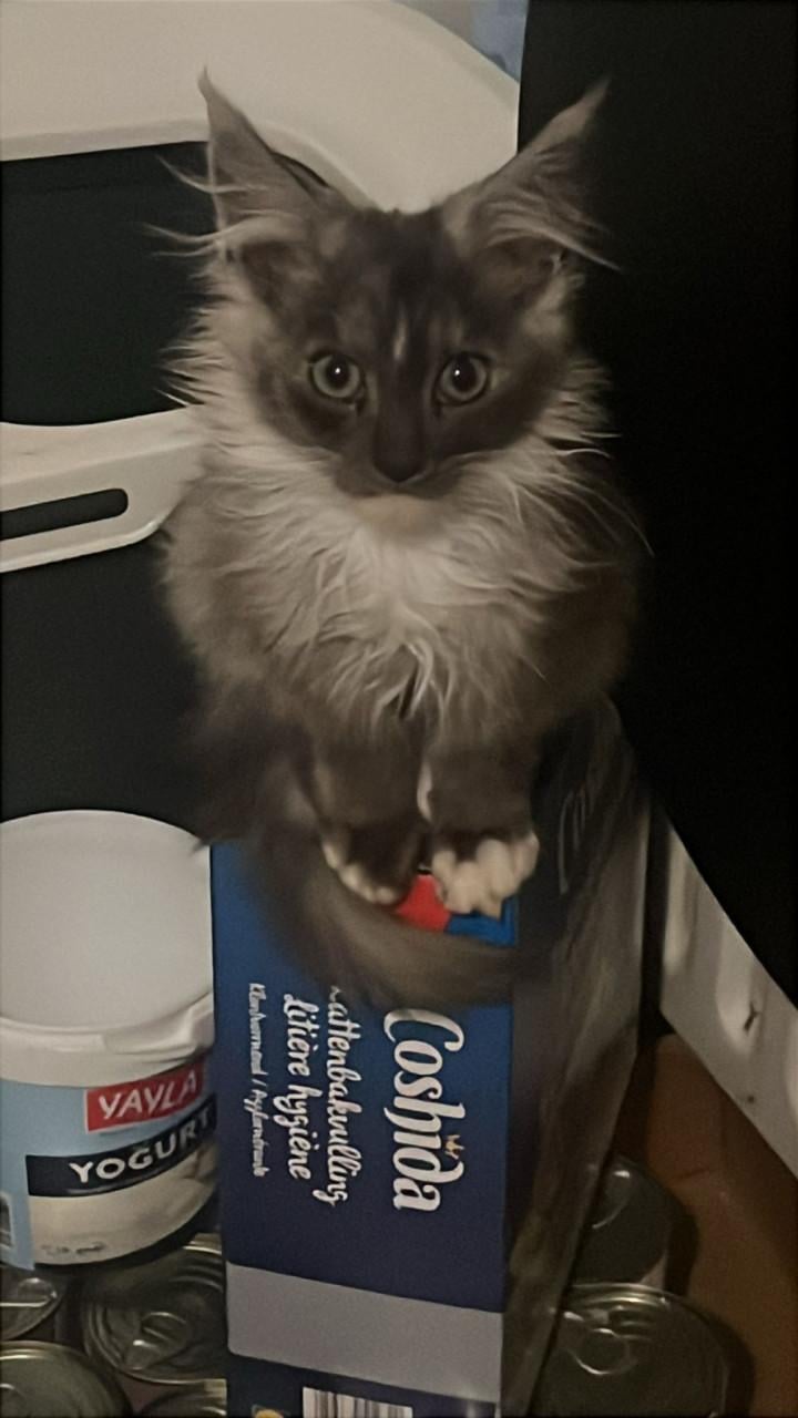 Kittens Ragdoll/Maincoon Maincoon/Maincoon