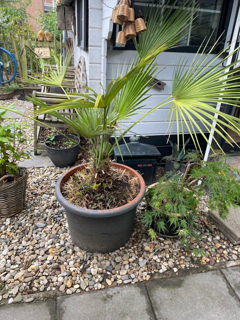 Mooie palm in pot, 150 cm
