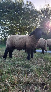 Suffolktamlammeren
