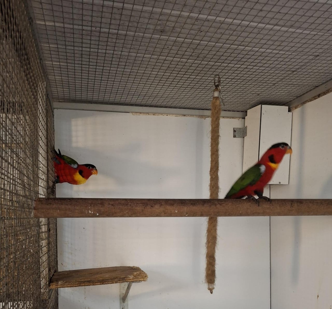 Koppel groenstaart lories