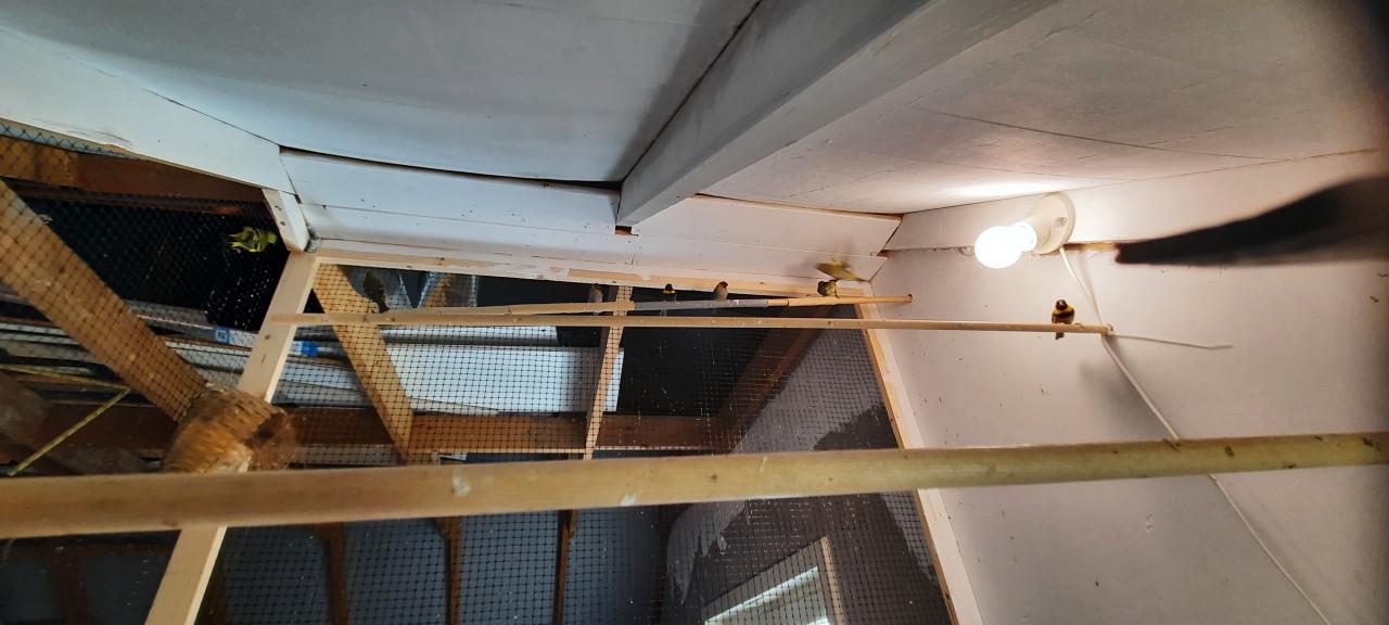 Cubavinken, 2 onverwante koppels