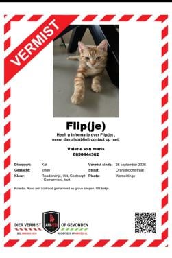 Flipje vermist