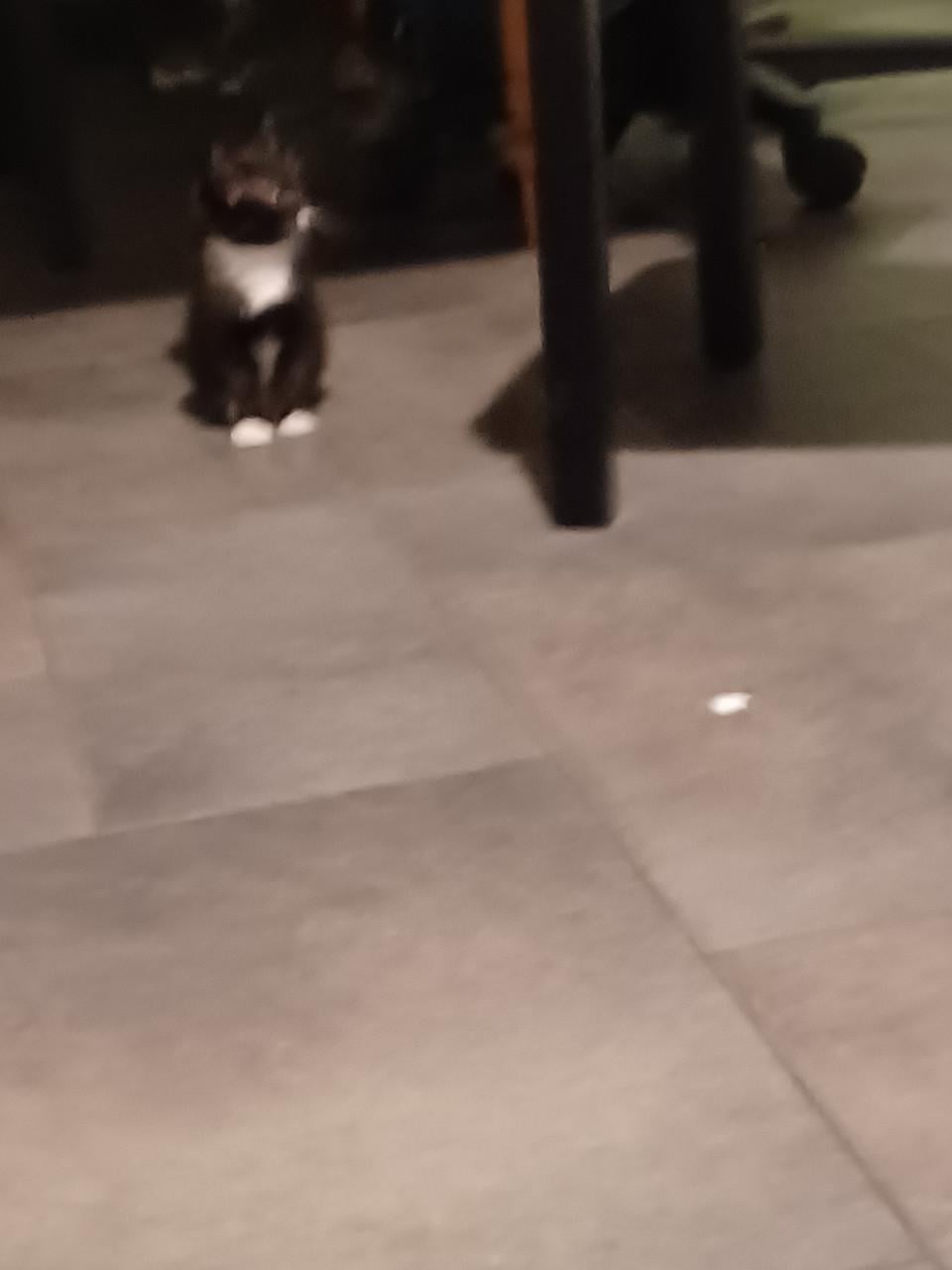 Kittens