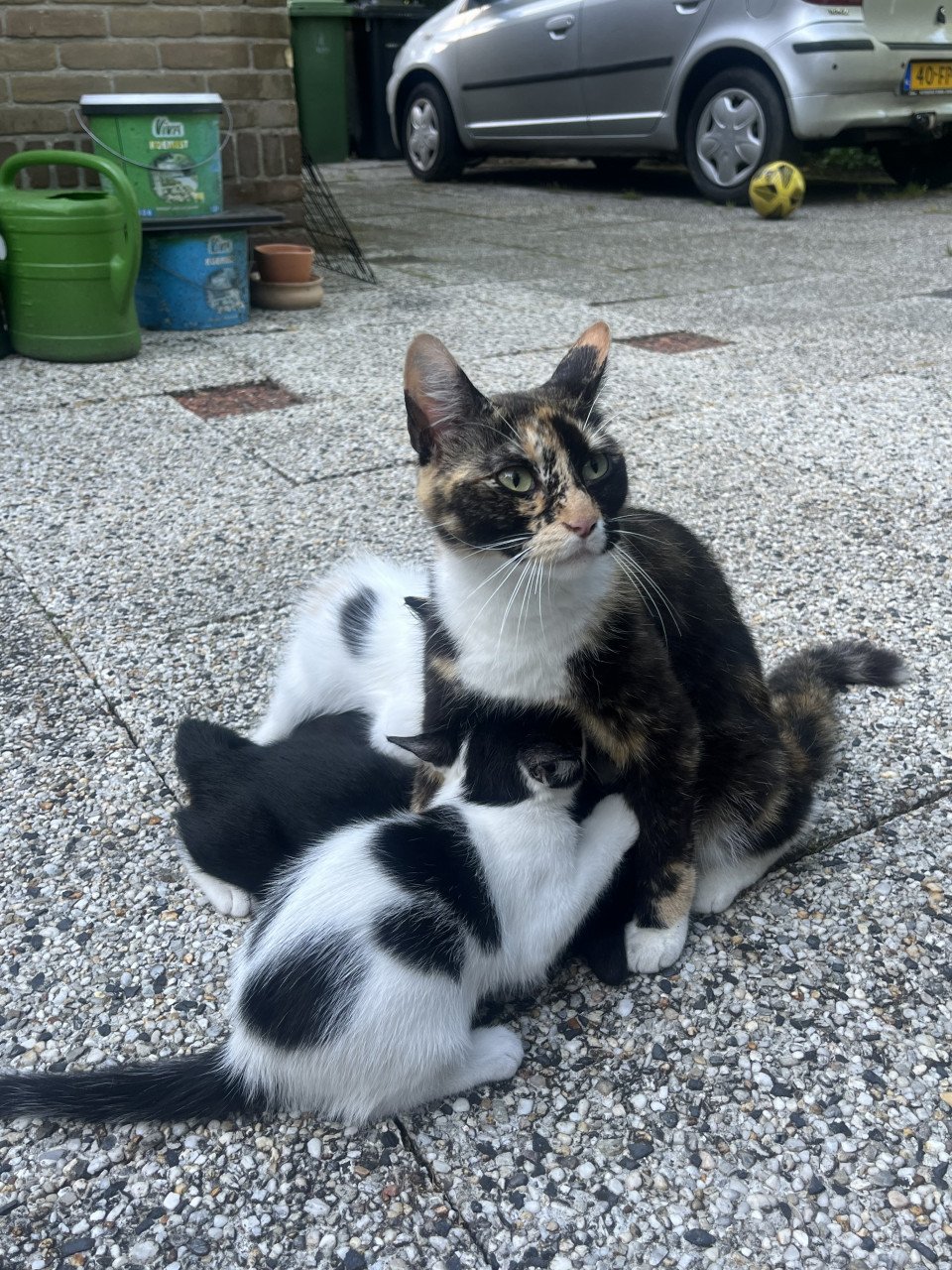 Nog 4 leuke lieve kittens te koop van 12 weken oud