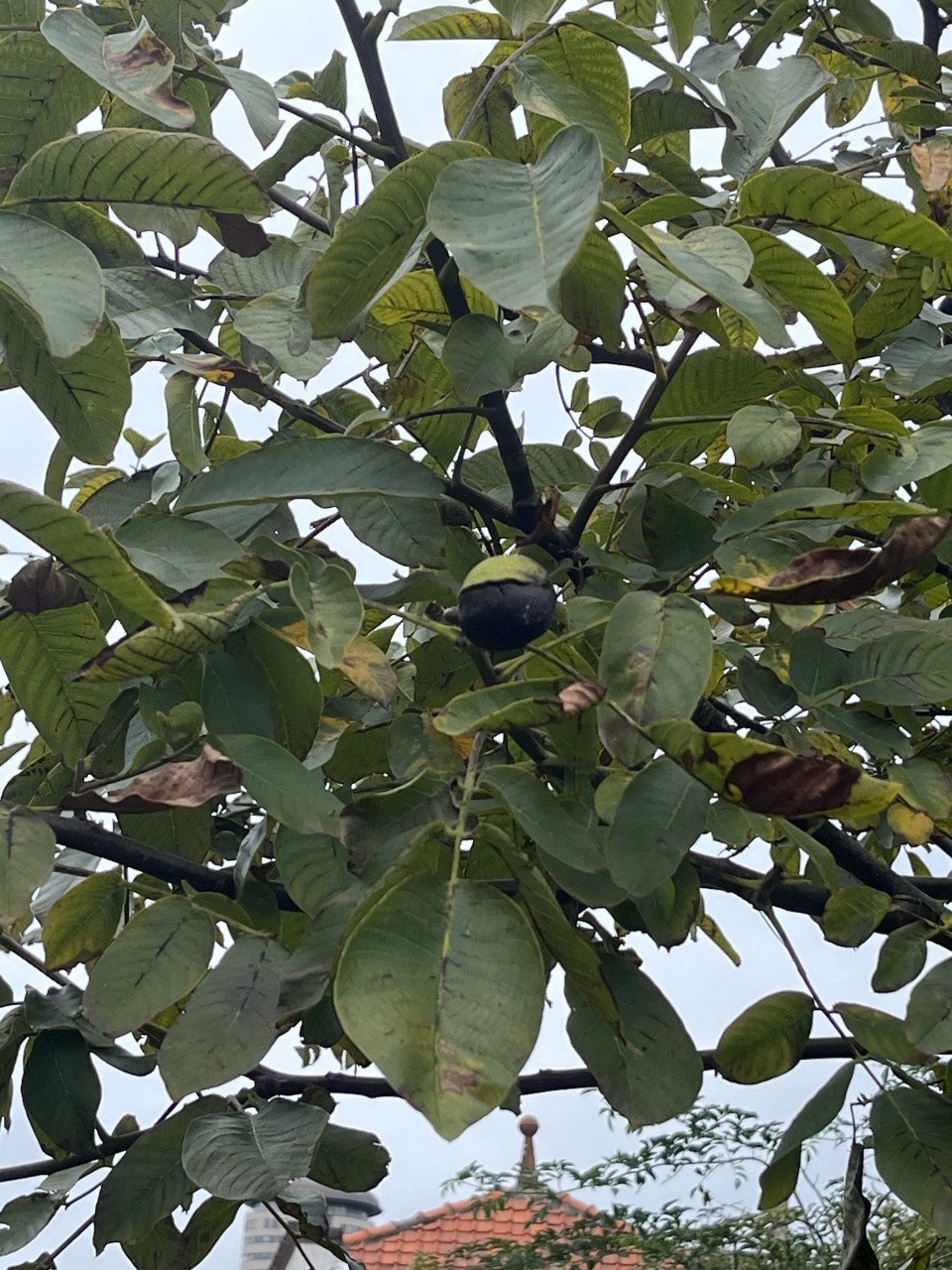 Volgroeiende Walnotenboom