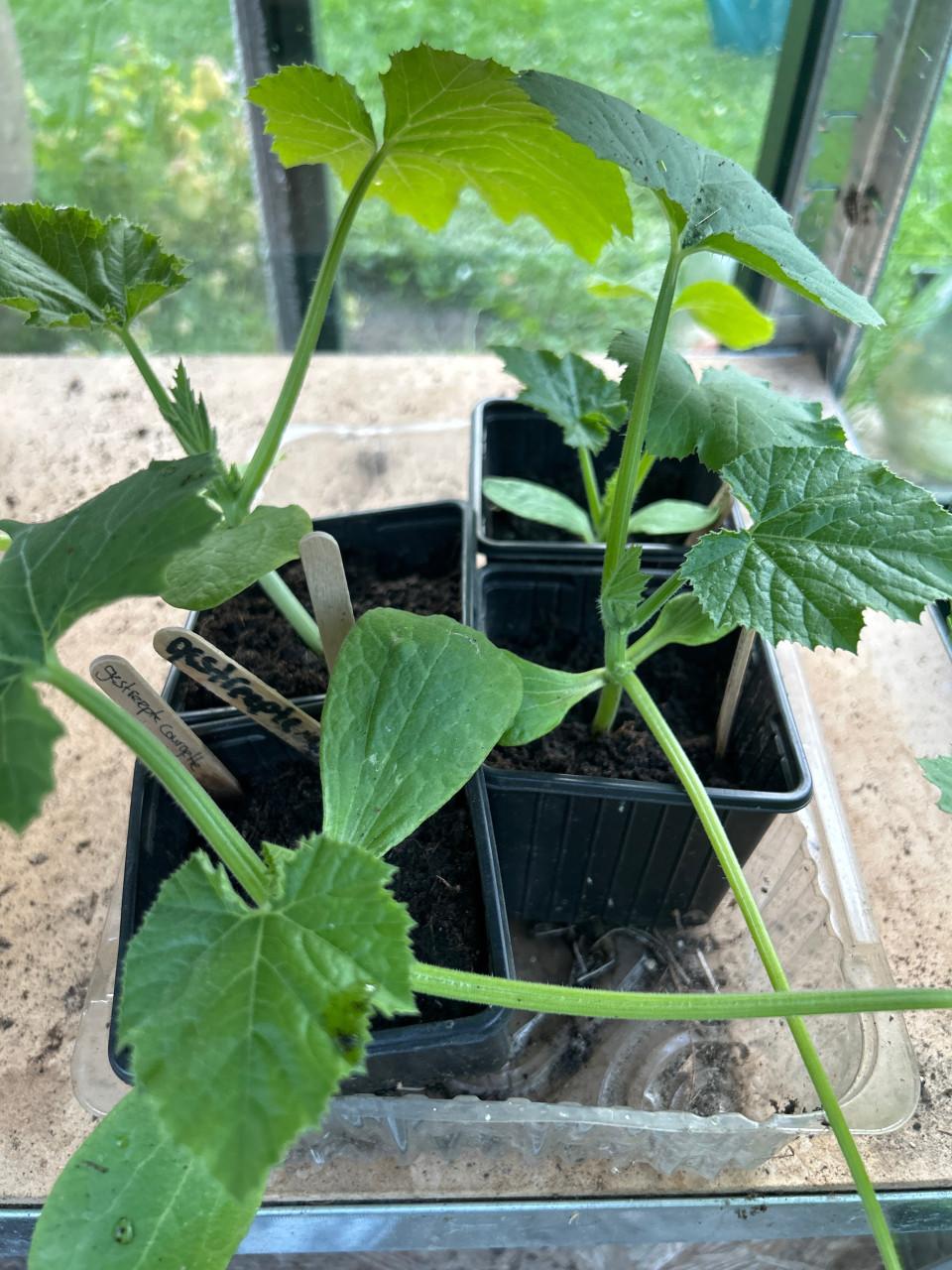 BIOLOGISCHE MOESTUINPLANTEN