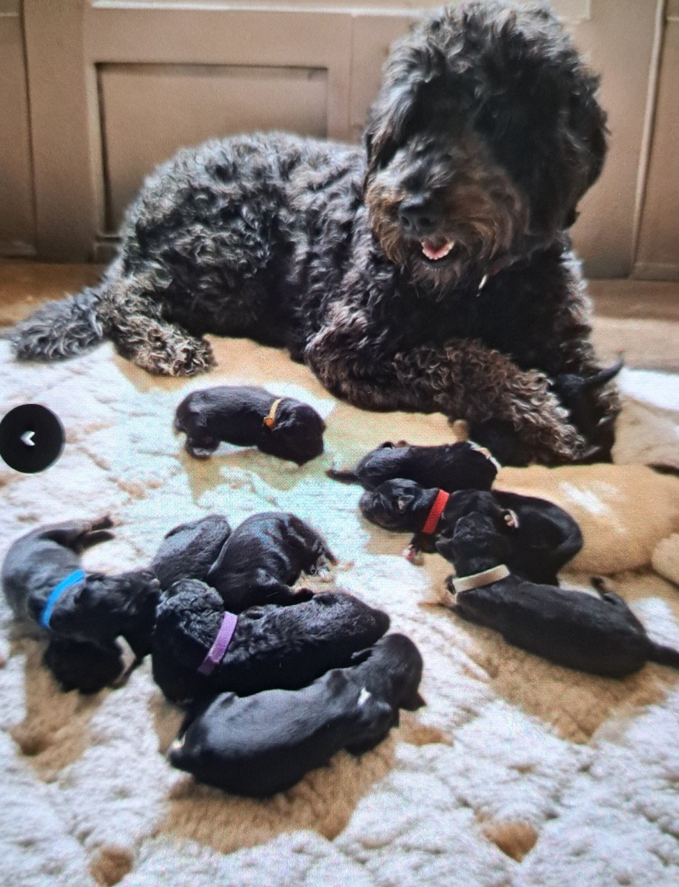 Bernedoodles One love