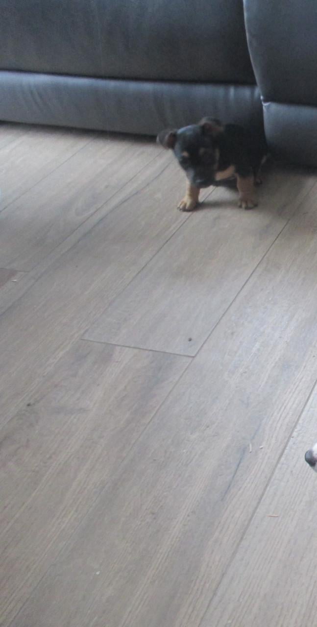 Mooie black and tan jack russell pup.