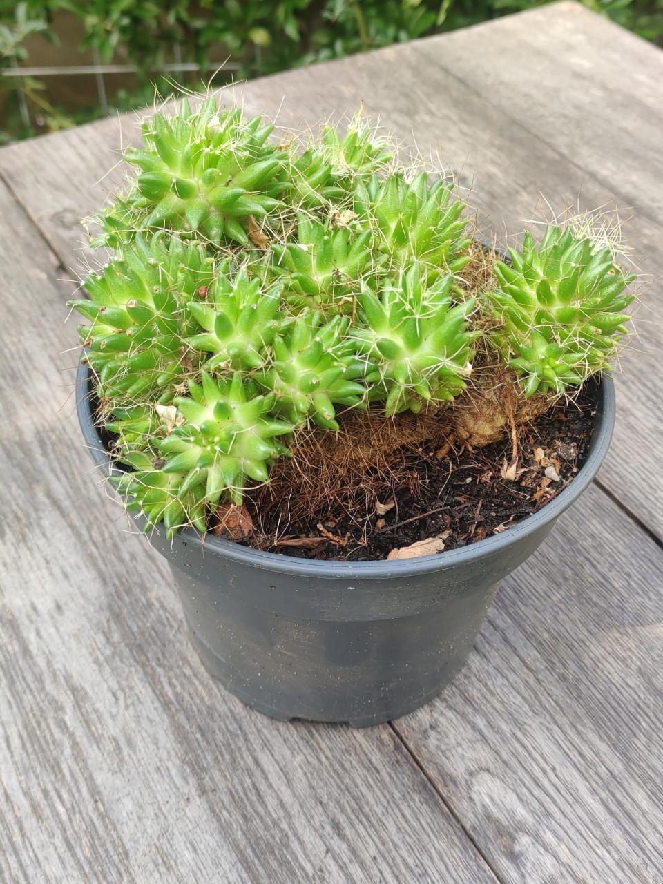Mammillaria longimamma - vingercactus