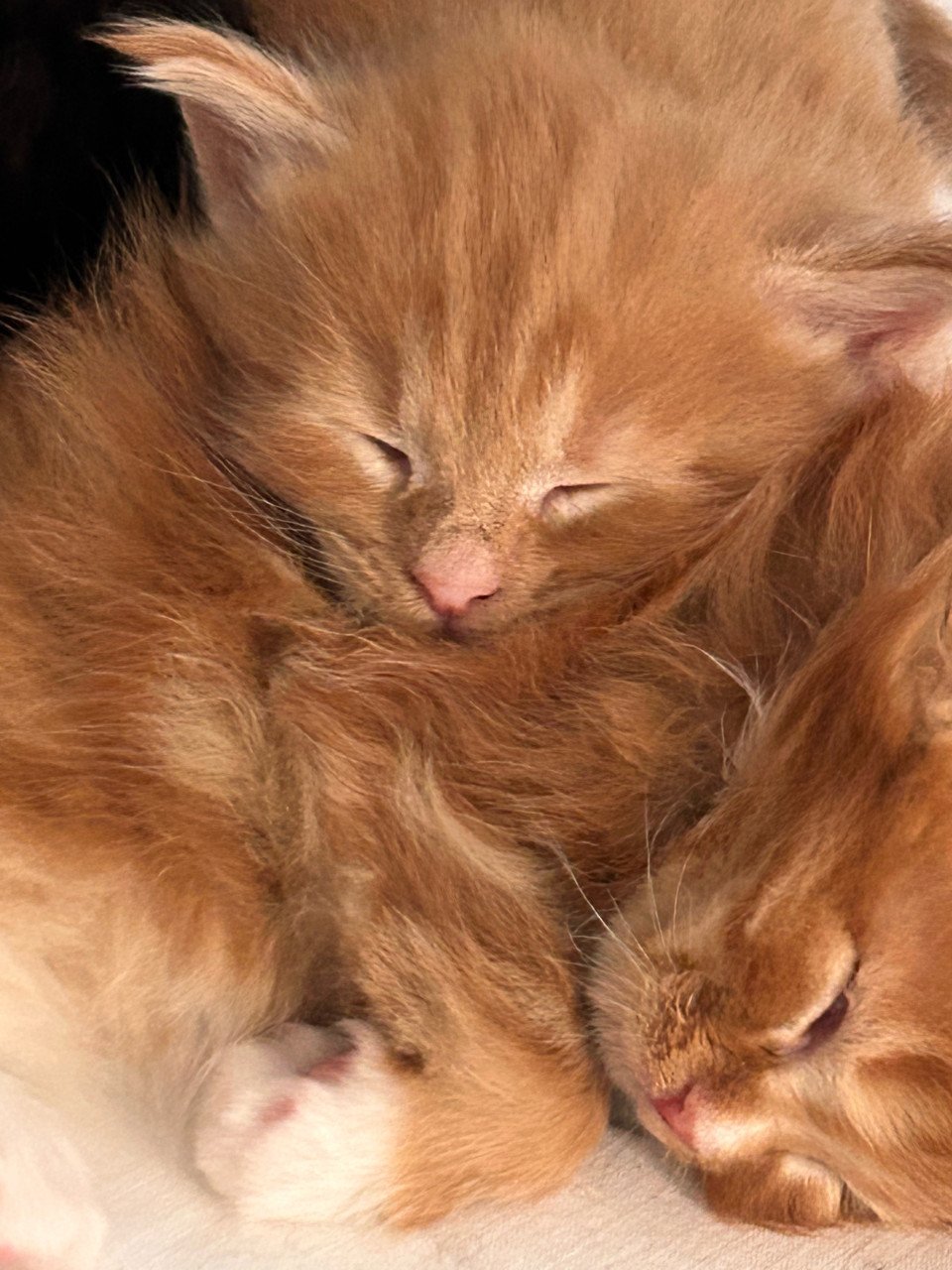Nog 2 lieve Maincoon kittens beschikbaar!