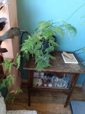 Asparagus plant voor binnen