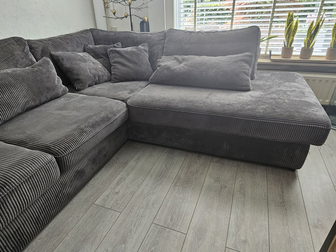 Grijze rib hoekbank