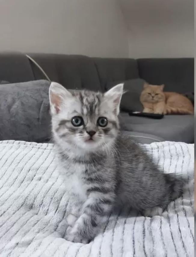 Britse korthaar en langhaar kittens